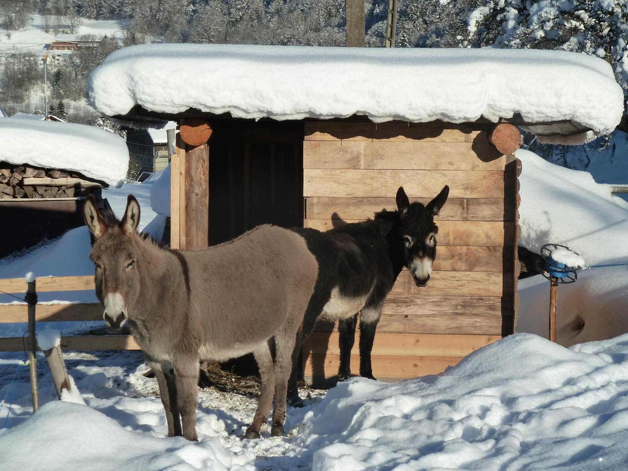 Hotel Le Bois Des Louison Seytroux Zewnętrze zdjęcie